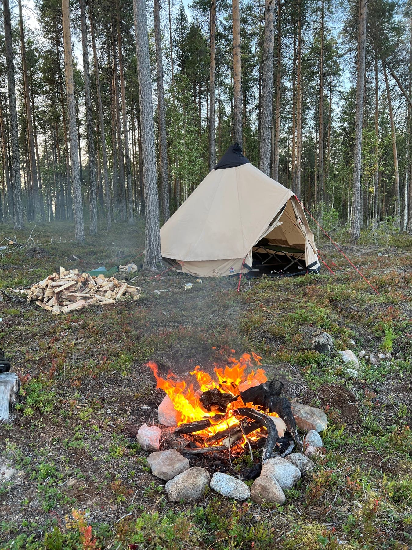 Lägereld i stenring framför tältkåtan i tallheden